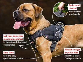 Adjustable English Bulldog harness for pulling and tracking activity