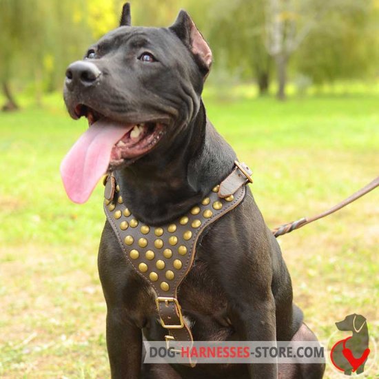 Studded Walking American Pitbull Terrier Harness