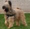 Tracking/Pulling Leather Briard Harness