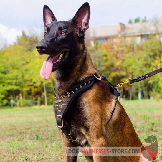 Belgian Malinois Spiked Leather Dog Harness
