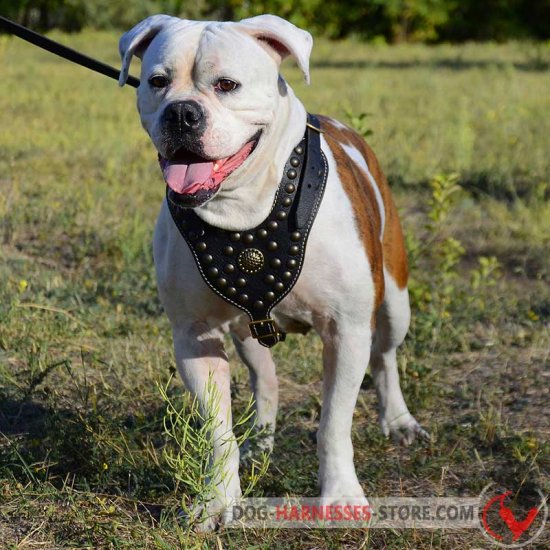 Custom American Bulldog Harness Nappa Padded with Studs