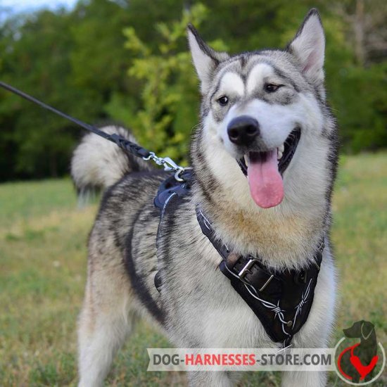 Hand Painted Barbed Wire Dog Harness for Alaskan Malamute