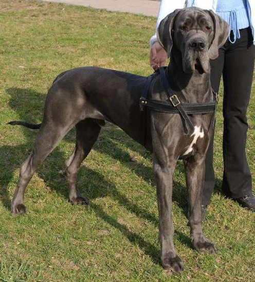 Leather Great Dane Harness for Pulling, Tracking and Walking