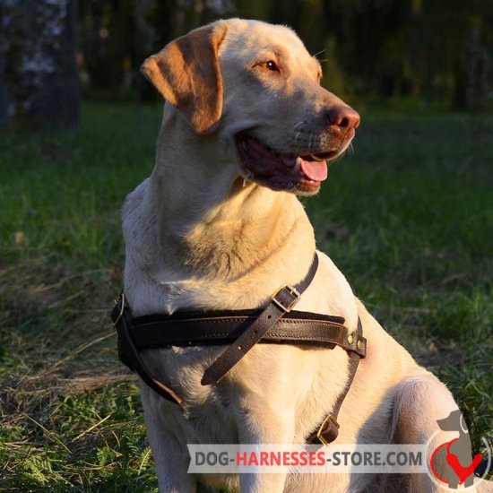 Tracking/Pulling Leather Labrador Retriever Harness