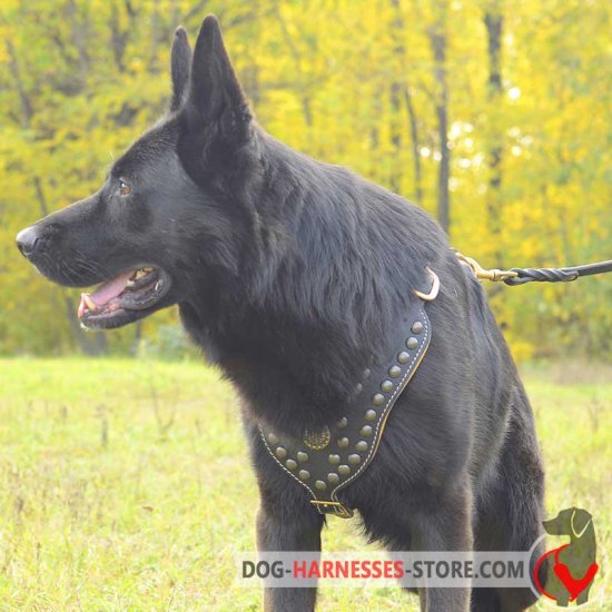 Royal Exclusive Design Studded Leather German Shepherd Harness