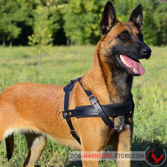 Tracking/Pulling Leather Dog Harness-Malinois harness