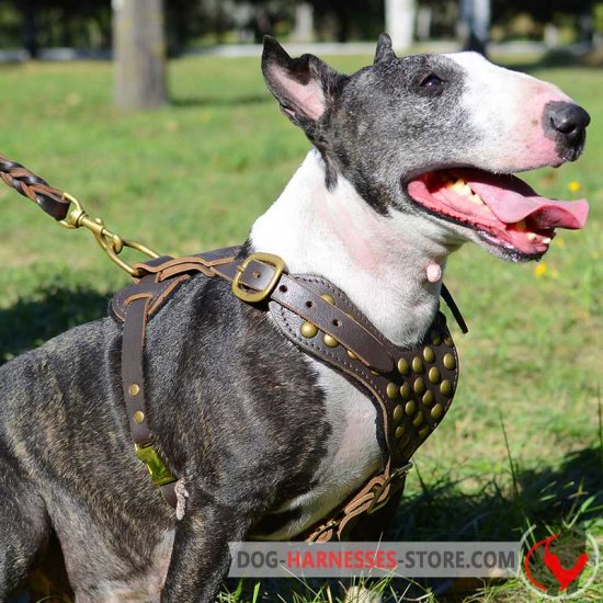 Superb Studded Leather Bull Terrier Harness