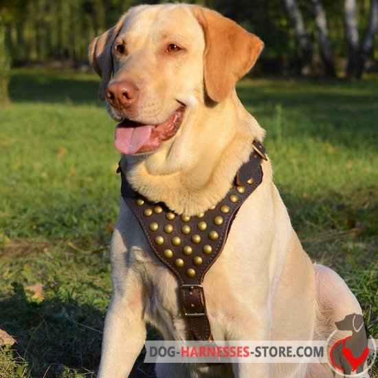 Labrador Retriever Harness for Walking