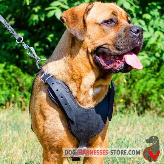 Padded Cane Corso Harness for Pulling