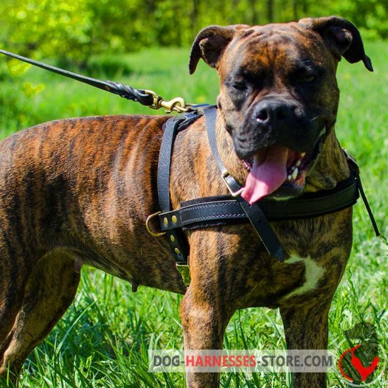 Leather Boxer Harness for Tracking/Pulling