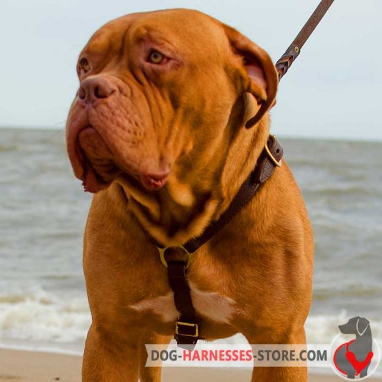Handcrafted Dogue de Bordeaux Harness for Training