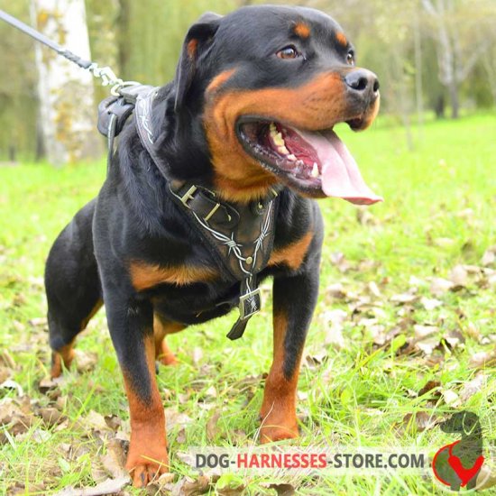 Hand Painted Dog Harness for Rottweiler