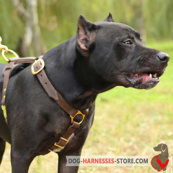 Luxury handcrafted Pitbull harness