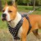 Amstaff-American Staffordshire Terrier Harness Decorated with Spikes