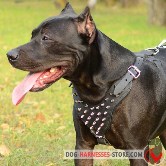 American Pitbull Harness with Spikes