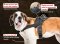 Harness for Miniature Schnauzer , Scottish Terrier,Welsh Terrier