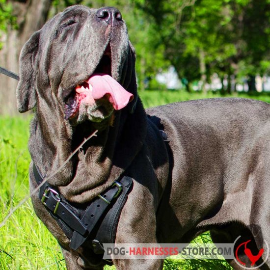 Classic Leather Mastiff Neapolitan Harness for Walking and Training