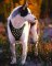 Siberian Husky Studded Walking Dog Harness