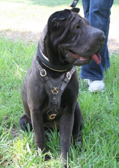 Chinese Shar-Pei Exclusive Handcrafted Leather Harness
