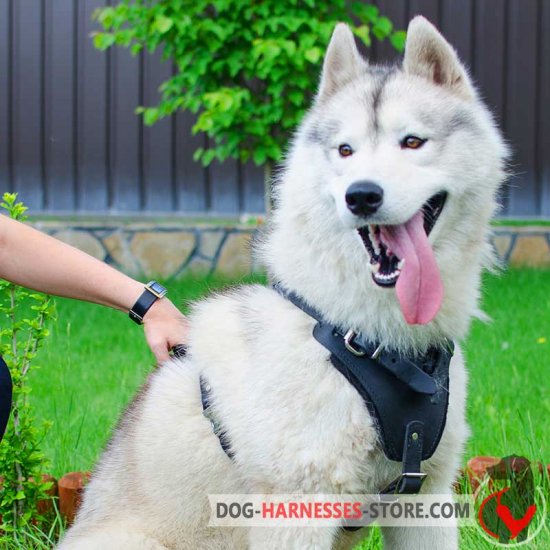 Siberian Husky Walking Leather Dog Harness - Handmade Harness