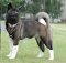 Leather Akita Inu Harness with Y-shaped chest plate