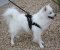 American Eskimo Nylon Multi-Purpose Dog Harness for Walking