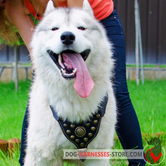 Siberian Husky Studded Leather Dog Harness