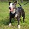 Strong Leather English Bull Terrier Harness for Attack/Agitation Work