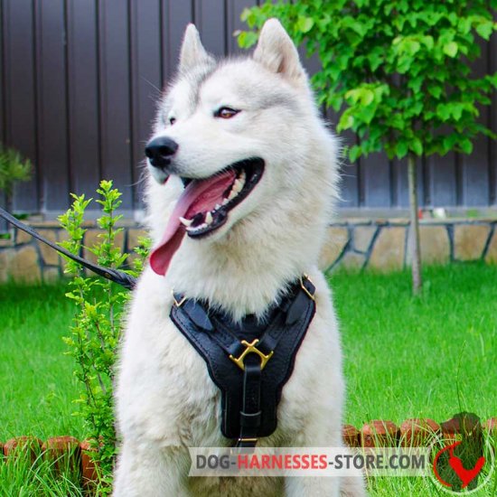 Siberian Husky Exclusive Handcrafted Leather Dog Harness
