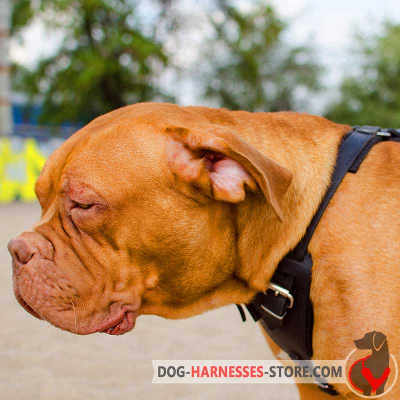 Agitation/Protection Leather Dog Harness for Dogue de Bordeaux