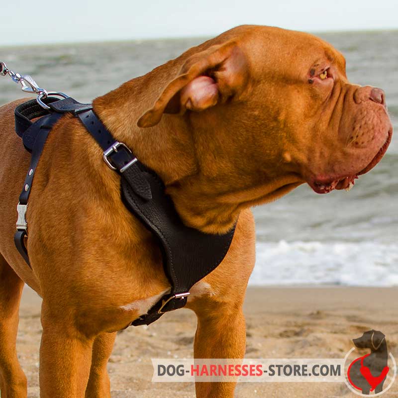 Dogue-de-Bordeaux Harness for Attack/Protection Training