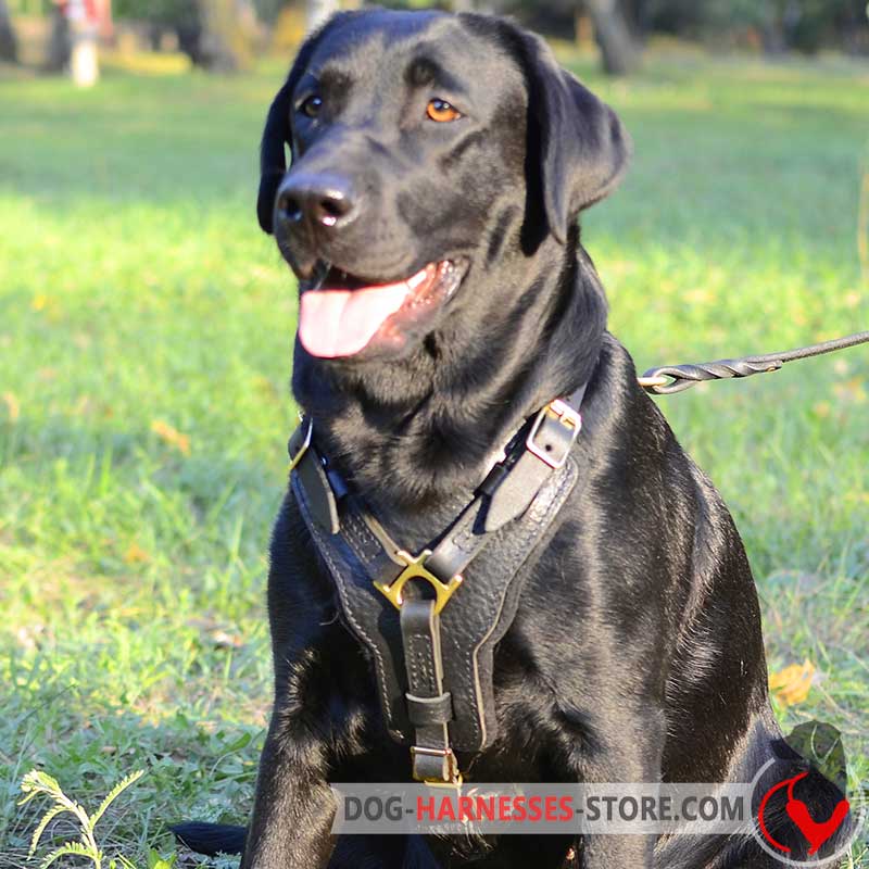 Labrador Retrivier harness for different kinds of training