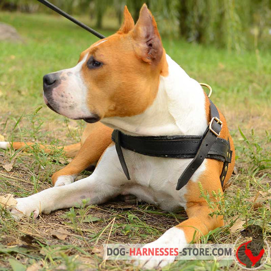 Leather Amstaff Harness for Tracking/Pulling