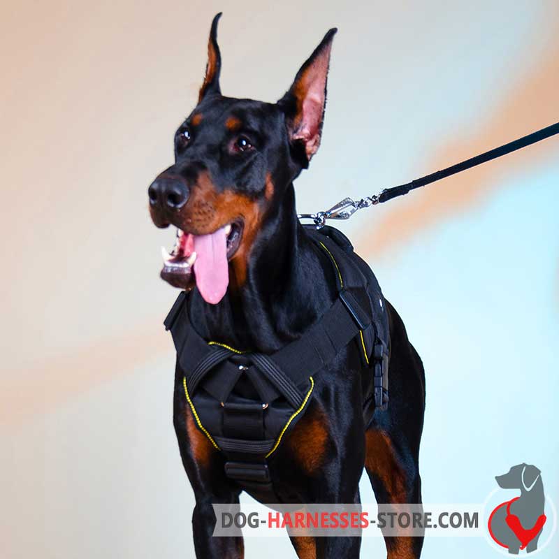 Nylon Doberman harness for walking and training