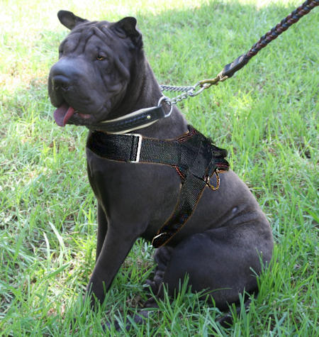 Nylon multipurpose Shar Pei harness for pulling
