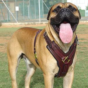 Y-Shaped Leather Bullmastiff Harness – - Main Image
