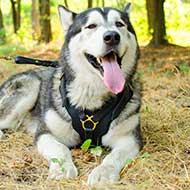 Alaskan Malamute Exclusive Leather Dog Harness