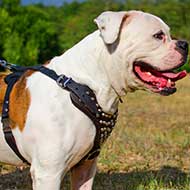 American Bulldog Studded Leather Dog Harness With Pyramids