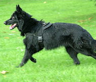 belgian sheepdog nylon dog harness