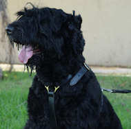 dog harness for black russian terrier