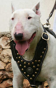 English bull Terrier great leather dog harness- handmade dog harness for BT