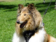 Leather Collie Harness for Tracking and Walking