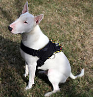 Bull Terrier nylon dog harness