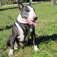 Tracking/Walking Leather English Bull Terrier Harness