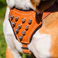 Labrador Luxury Puppy Leather Harness with Spikes