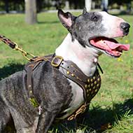 Superb Studded Leather Bull Terrier Harness