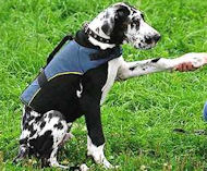 Dog Vest for DOGS-GREAT DANE Dog Coat /Dog Jacket