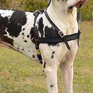 Super Comfortable Pulling/Tracking Leather Pointer Harness