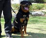 tracking dog harness for rottweiler