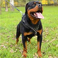 Designer Rottweiler Harness with Spikes